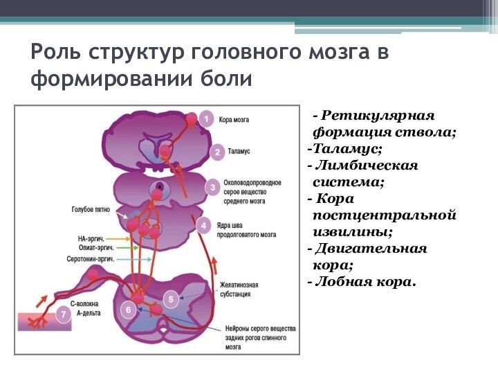 Роль структур головного мозга в формировании боли  - Ретикулярная формация ствола;Таламус;