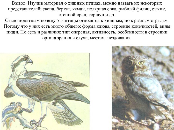 Вывод: Изучив материал о хищных птицах, можно назвать их некоторых представителей: скопа,