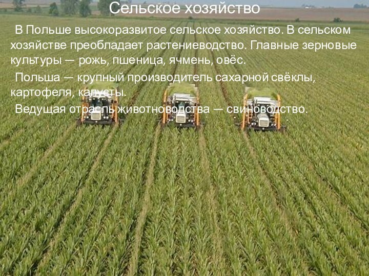 Сельское хозяйство	В Польше высокоразвитое сельское хозяйство. В сельском хозяйстве преобладает растениеводство. Главные зерновые