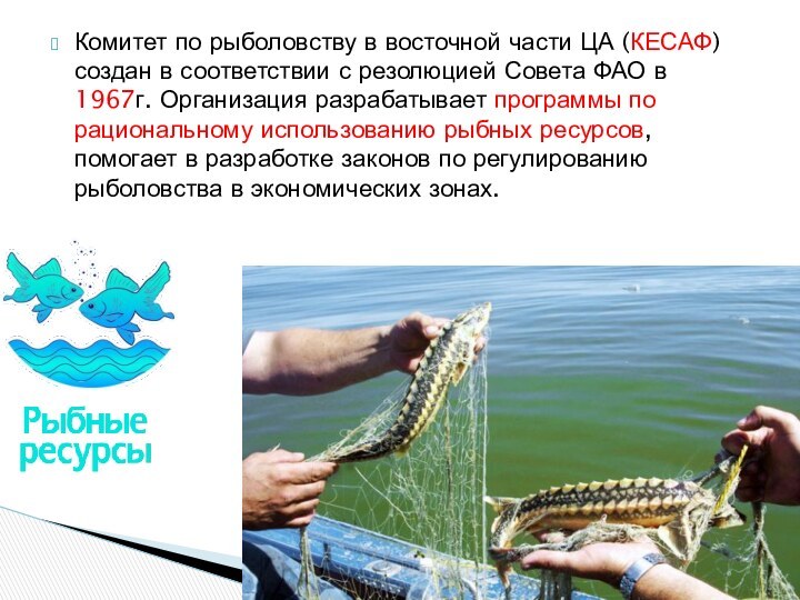 Комитет по рыболовству в восточной части ЦА (КЕСАФ) создан в соответствии с