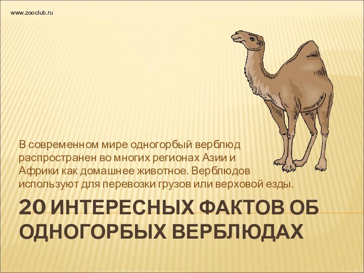 20 ИНТЕРЕСНЫХ ФАКТОВ ОБ ОДНОГОРБЫХ ВЕРБЛЮДАХВ современном мире одногорбый верблюд распространен во