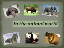 В мире животных