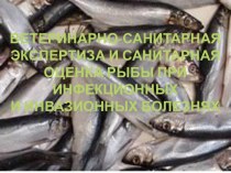 Ветеринарно-санитарная экспертиза и санитарная оценка рыбы при инфекционных и инвазионных болезнях