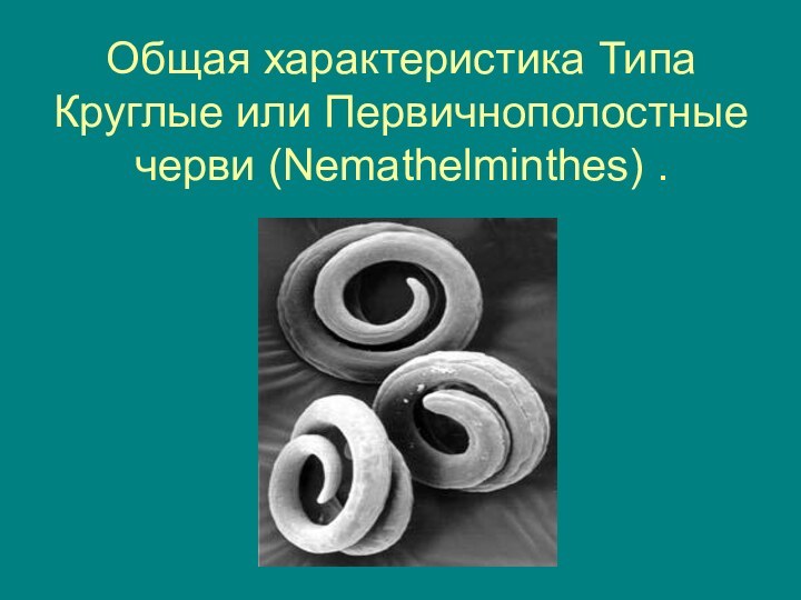Общая характеристика Типа Круглые или Первичнополостные черви (Nemathelminthes) .