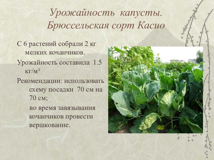 Урожайность капусты. Брюссельская сорт КасиоС 6 растений собрали 2 кг мелких кочанчиков.Урожайность