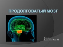 Продолговатый мозг - строение и топография