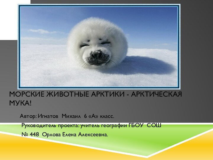 Морские животные Арктики - арктическая мука!Автор: Игнатов Михаил 6 «А» класс. Руководитель