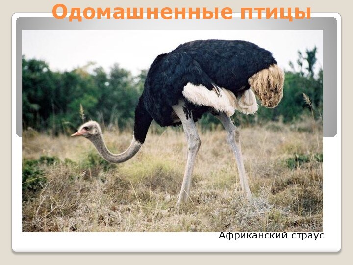 Одомашненные птицыАфриканский страус
