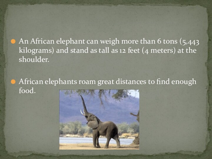 An African elephant can weigh more than 6 tons (5,443 kilograms) and
