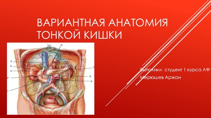 Вариантная анатомия тонкой кишки Выполнил студент 1 курса ЛФМерюшев Аржан