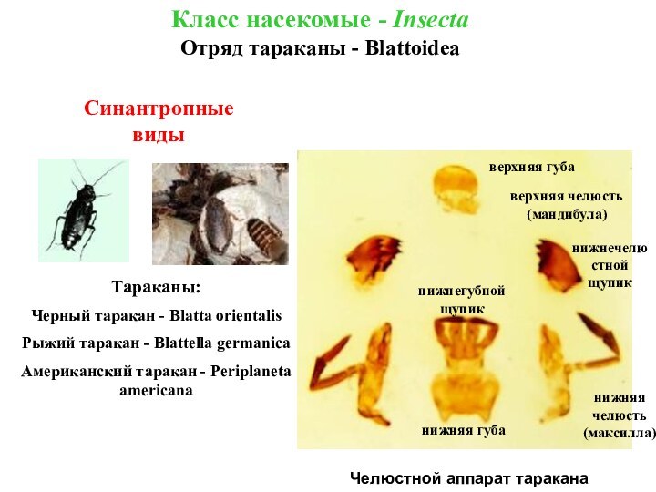 Челюстной аппарат тараканаКласс насекомые - InsectaОтряд тараканы - BlattoideaСинантропные видыТараканы:Черный таракан -