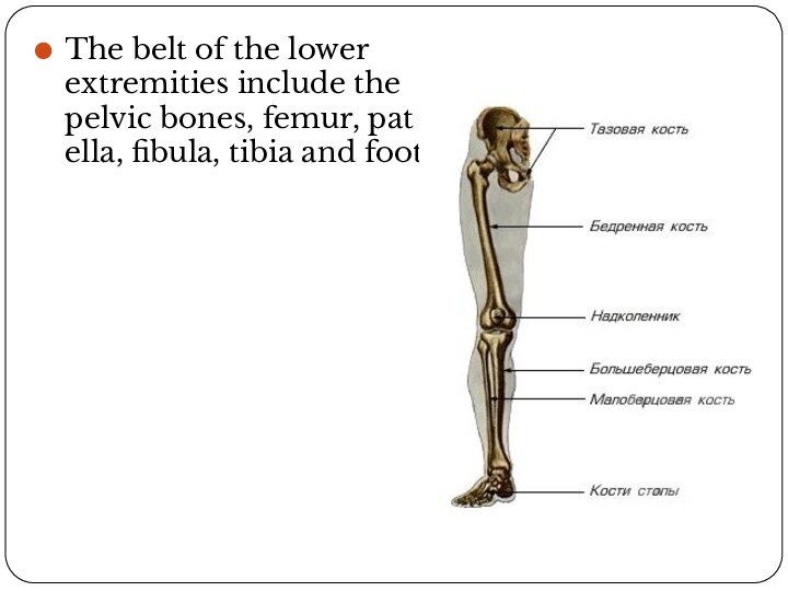 The belt of the lower extremities include the pelvic bones, femur, patella, fibula, tibia and foot