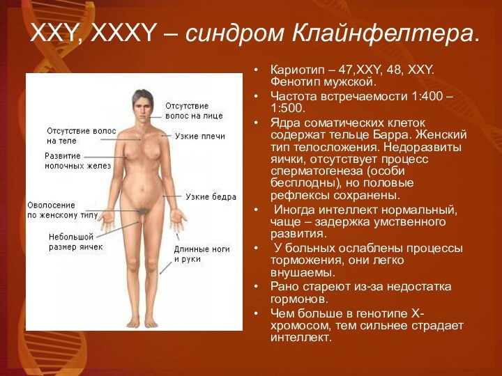 ХХY, XXXY – синдром Клайнфелтера.Кариотип – 47,XXY, 48, XXY. Фенотип мужской. Частота