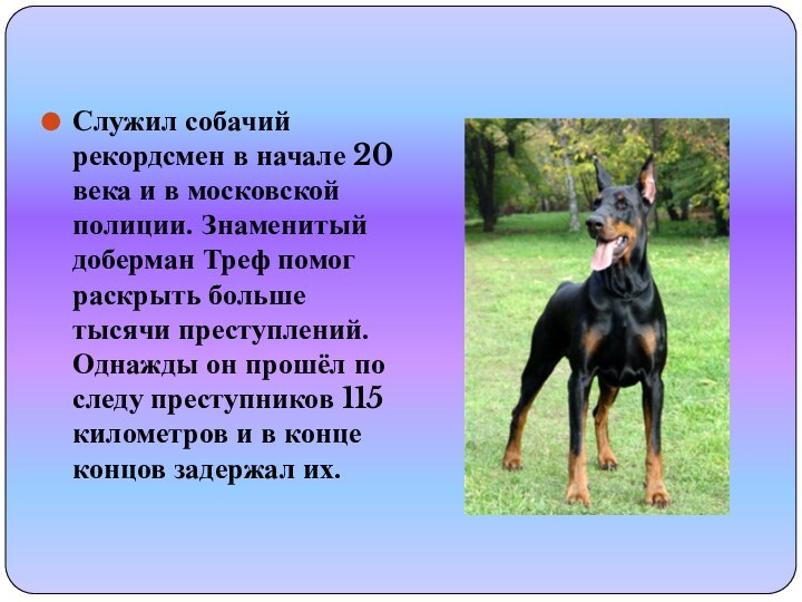 Служил собачий рекордсмен в начале 20 века и в московской полиции.