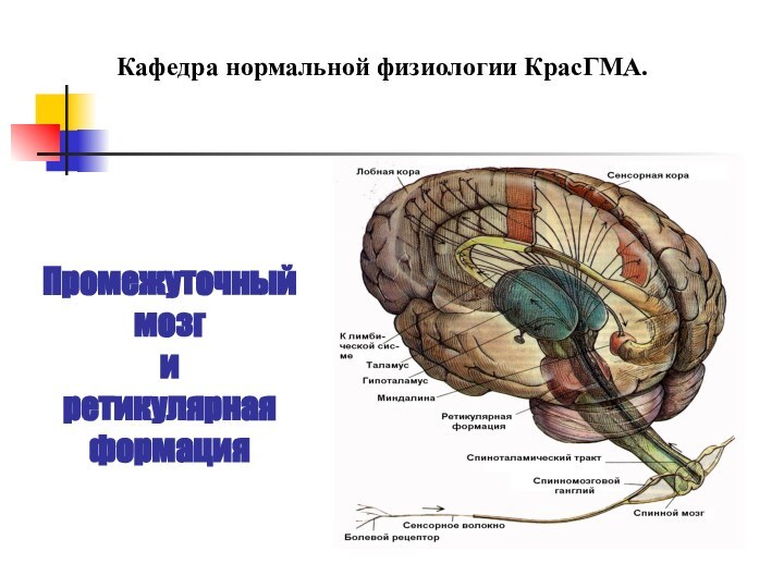 Промежуточный мозг  и  ретикулярная формацияКафедра нормальной физиологии КрасГМА.