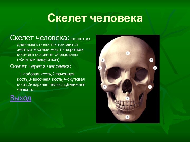 Скелет человекаСкелет человека:состоит из длинных(в полостях находится желтый костный мозг) и коротких