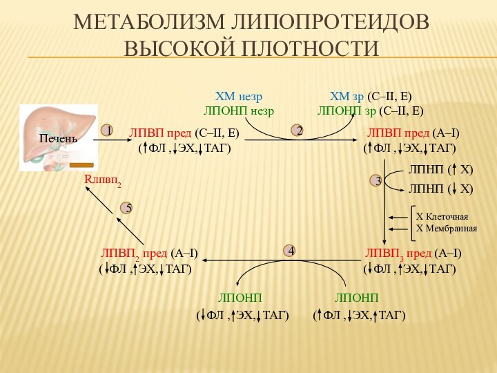 (  Х)Метаболизм липопротеидов высокой плотностиЛПВП пред (С–II, E)ЛПВП пред (А–I)ХМ незрЛПОНП