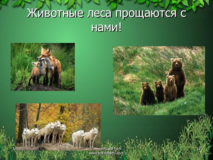 Животные леса прощаются с нами!Free template from www.brainybetty.com