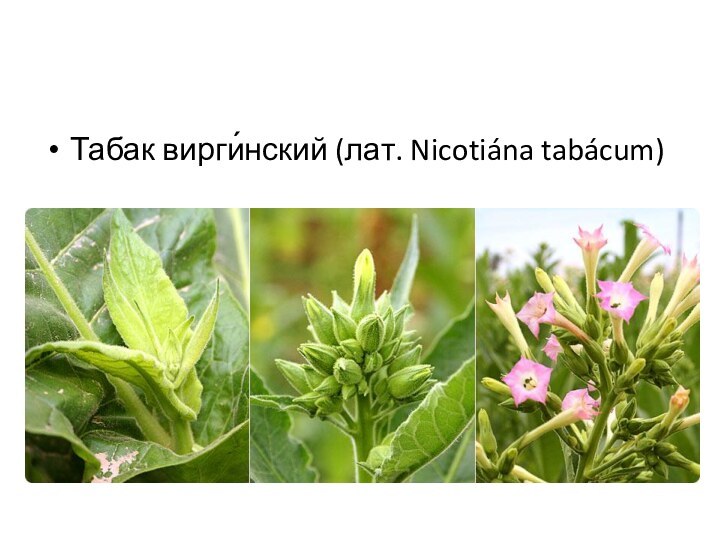 Табак вирги́нский (лат. Nicotiána tabácum)