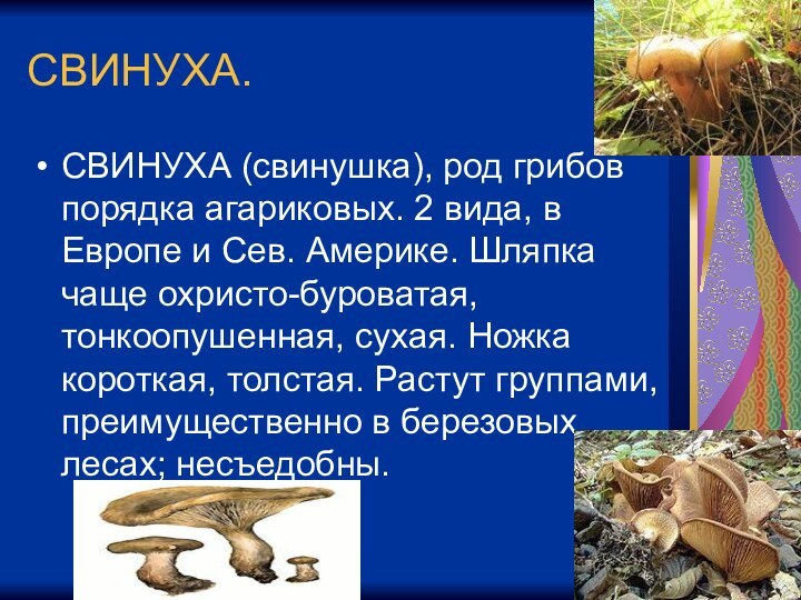 СВИНУХА.СВИНУХА (свинушка), род грибов порядка агариковых. 2 вида, в Европе и Сев.