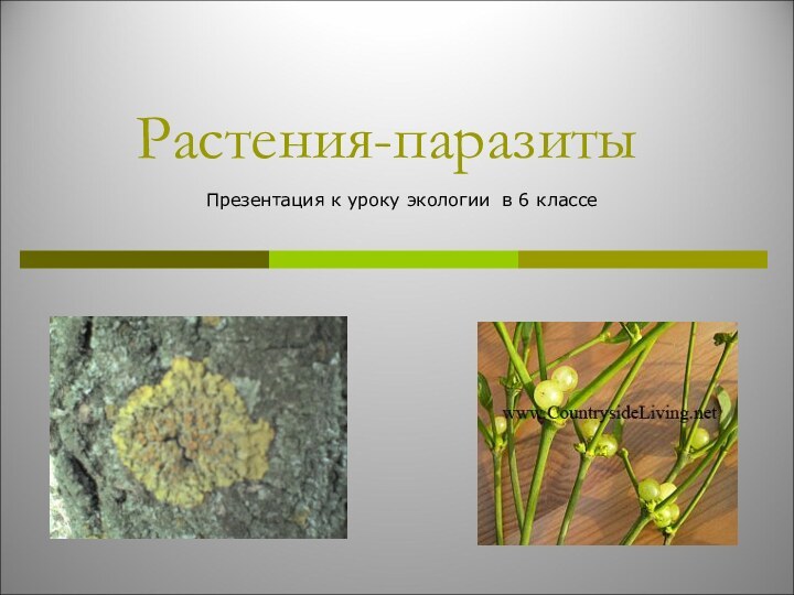 Растения-паразитыПрезентация к уроку экологии в 6 классе