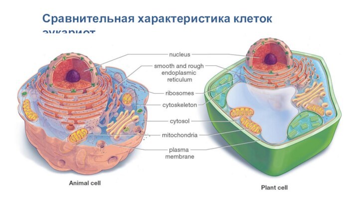 Сравнительная характеристика клеток эукариот