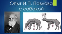 Опыт И.П. Павловас собакой