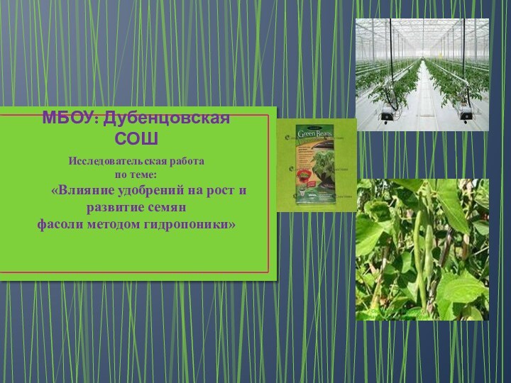 МБОУ: Дубенцовская СОШИсследовательская работа по теме:«Влияние удобрений на рост и развитие семян фасоли методом гидропоники»