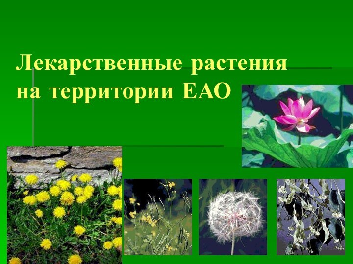 Лекарственные растения на территории ЕАО