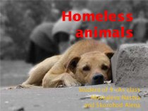 Homeless animals