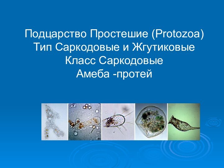Подцарство Простешие (Protozoa) Тип Саркодовые и Жгутиковые Класс Саркодовые Амеба -протей