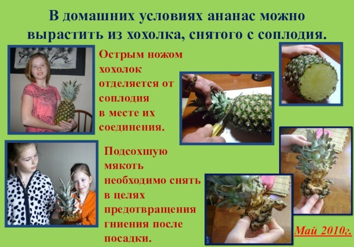 В домашних условиях ананас можно вырастить из хохолка, снятого с соплодия.Острым ножом