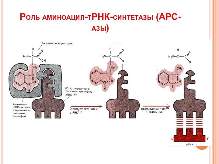 Роль аминоацил-тРНК-синтетазы (АРС-азы)