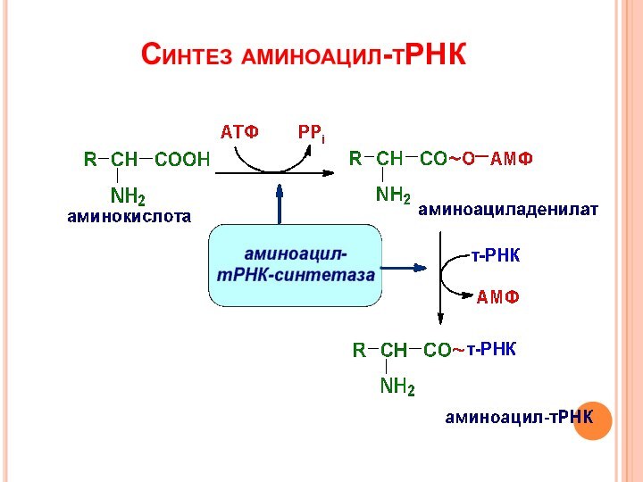 Синтез аминоацил-тРНК