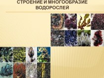 Строение и многообразие водорослей