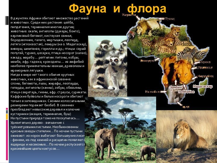 Фауна и флораВ джунглях Африки обитают множество растений и животных. Среди