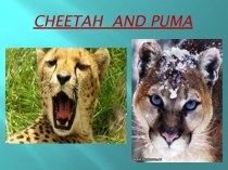 Cheetah  and puma