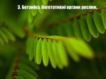 Ботаніка. Вегетативні органи рослин