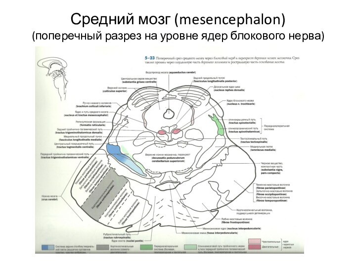 Средний мозг (mesencephalon) (поперечный разрез на уровне ядер блокового нерва)