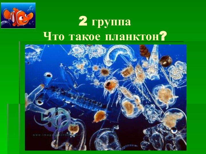 2 группа  Что такое планктон?