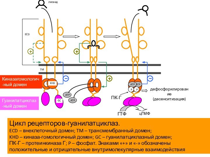 Цикл рецепторов-гуанилатциклаз.ECD – внеклеточный домен; TM – трансмембранный домен; KHD – киназа-гомологичный