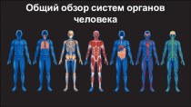 Общий обзор систем органов человека