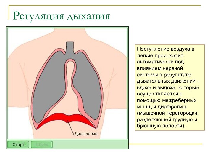 Регуляция дыханияПоступление воздуха в лёгкие происходит автоматически под влиянием нервной системы в