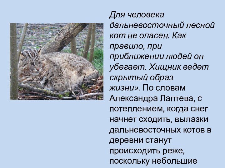 Для человека дальневосточный лесной кот не опасен. Как правило, при приближении людей
