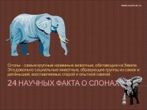 24 научных факта о слонах