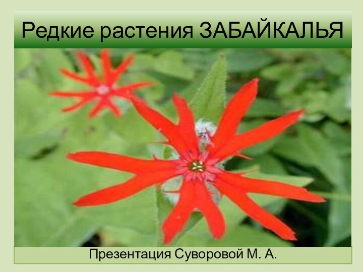 Редкие растения ЗАБАЙКАЛЬЯПрезентация Суворовой М. А.