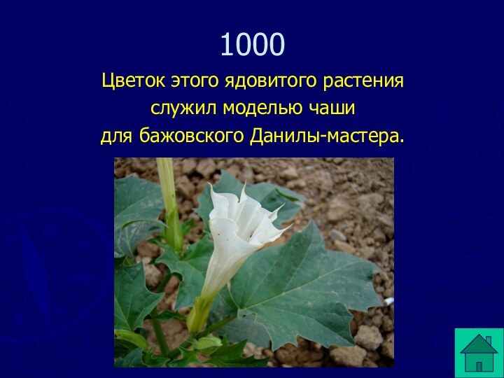 Цветок этого ядовитого растения служил моделью чаши для бажовского Данилы-мастера.1000