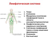 Лимфатические узлы и селезенка