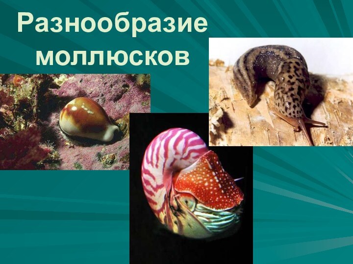 Разнообразие моллюсков