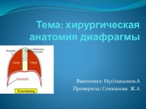 Тема: хирургическая анатомия диафрагмы